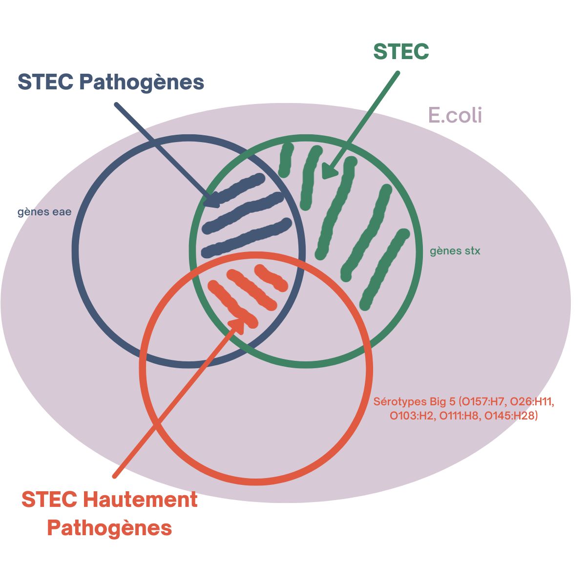 Guide D Achat STEC Quelle M Thode Pour D Tecter Les E Coli Producteurs   Definition Stec Ecoli 