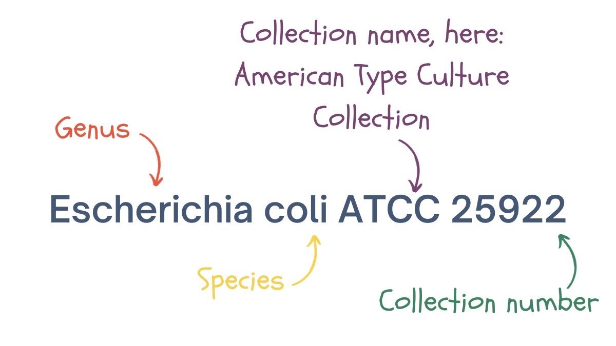 E.coli ATCC 25922. Signification of the ATCC collection and the collection number
