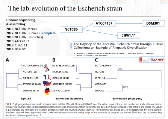 Evolutions génétiques de la souched'E.coli d'Escherich entre les différentes souchothèques