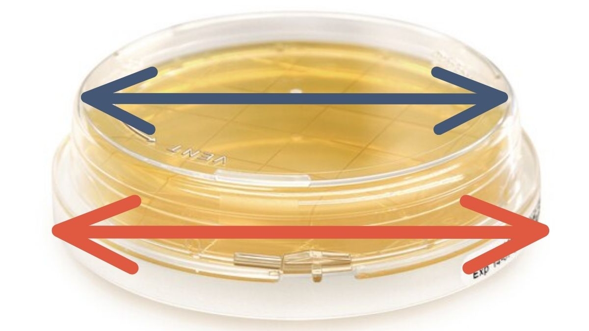 55 mm plate and 60 mm plate for microbiological surface sampling.