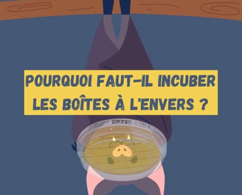 Pourquoi faut-il incuber les boites de Petri à l'envers ?