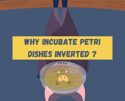 Why should Petri dishes be incubated upside down?