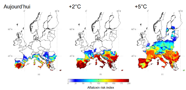 Risque des contamination aflatoxine en fonction de l'augmentation de la température